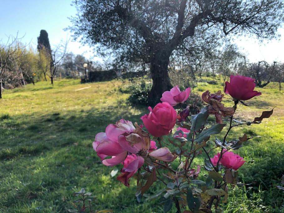 La Vigna Agriturismo Βίλα Σιένα Εξωτερικό φωτογραφία