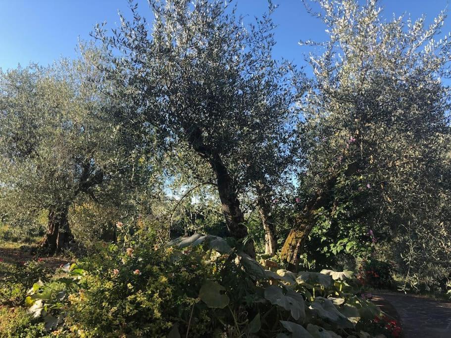 La Vigna Agriturismo Βίλα Σιένα Εξωτερικό φωτογραφία