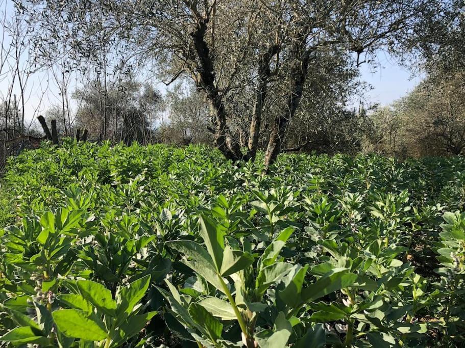 La Vigna Agriturismo Βίλα Σιένα Εξωτερικό φωτογραφία