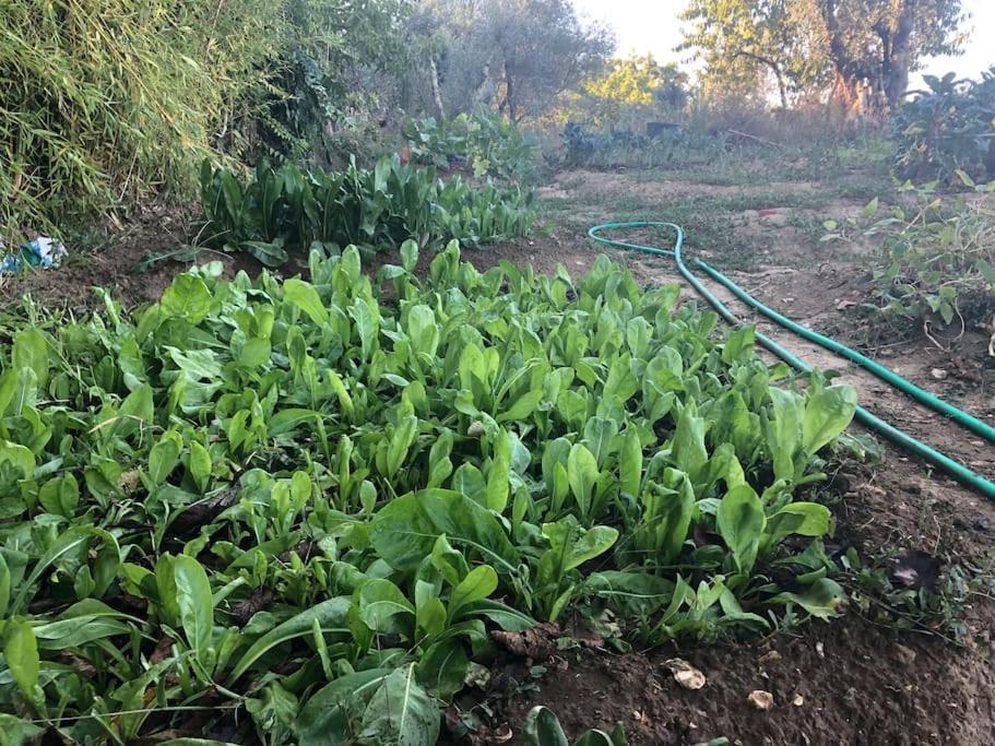 La Vigna Agriturismo Βίλα Σιένα Εξωτερικό φωτογραφία
