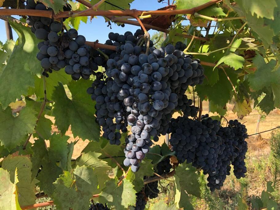La Vigna Agriturismo Βίλα Σιένα Εξωτερικό φωτογραφία