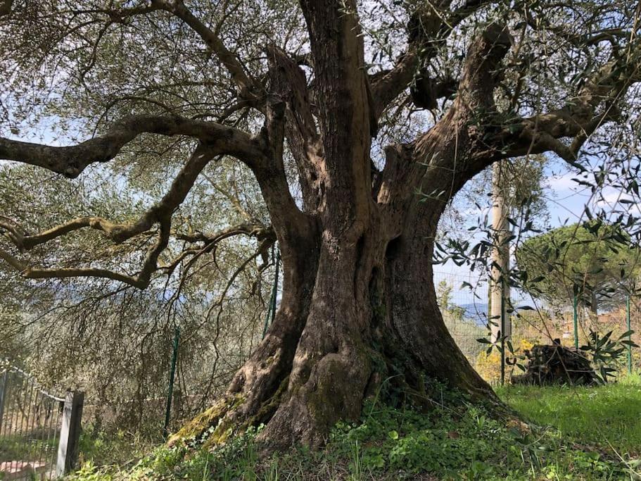 La Vigna Agriturismo Βίλα Σιένα Εξωτερικό φωτογραφία