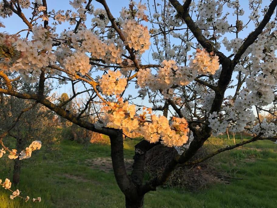 La Vigna Agriturismo Βίλα Σιένα Εξωτερικό φωτογραφία