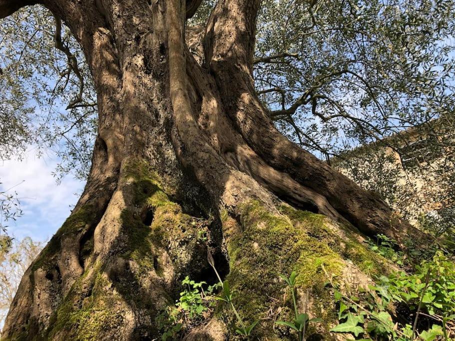 La Vigna Agriturismo Βίλα Σιένα Εξωτερικό φωτογραφία