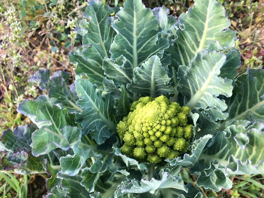 La Vigna Agriturismo Βίλα Σιένα Εξωτερικό φωτογραφία