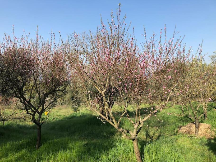 La Vigna Agriturismo Βίλα Σιένα Εξωτερικό φωτογραφία