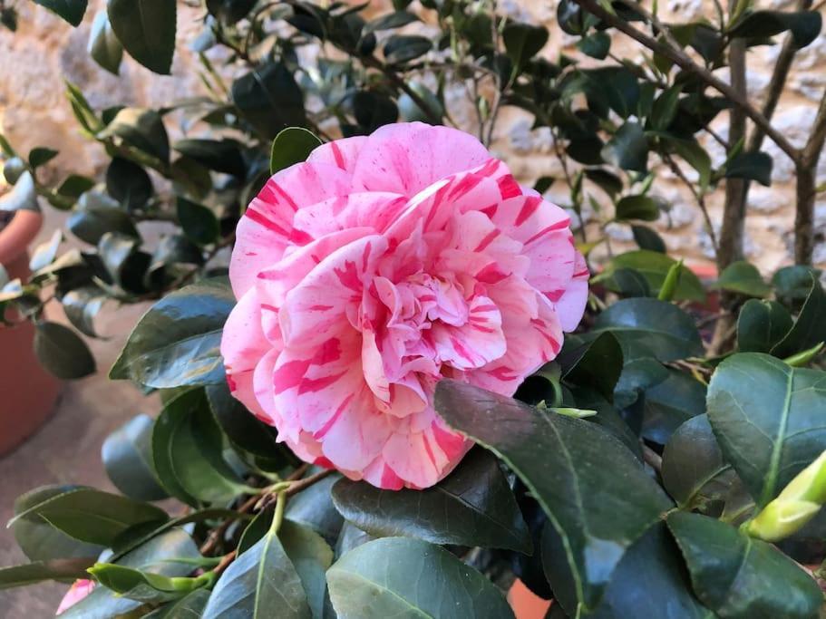 La Vigna Agriturismo Βίλα Σιένα Εξωτερικό φωτογραφία