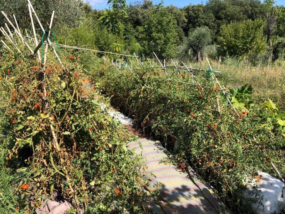 La Vigna Agriturismo Βίλα Σιένα Εξωτερικό φωτογραφία